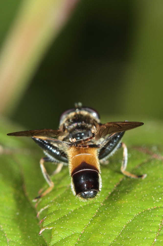 Xylota segnis
